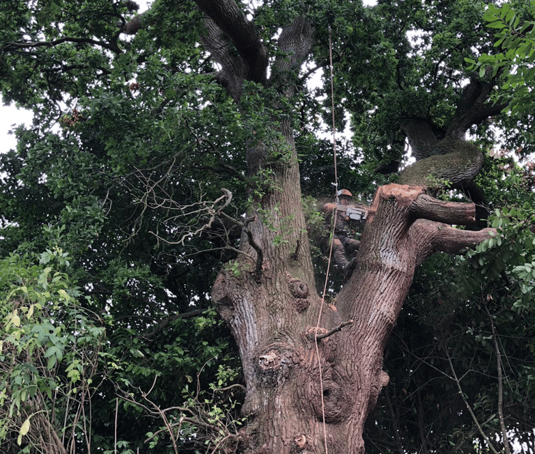 tree surgeon in a tree