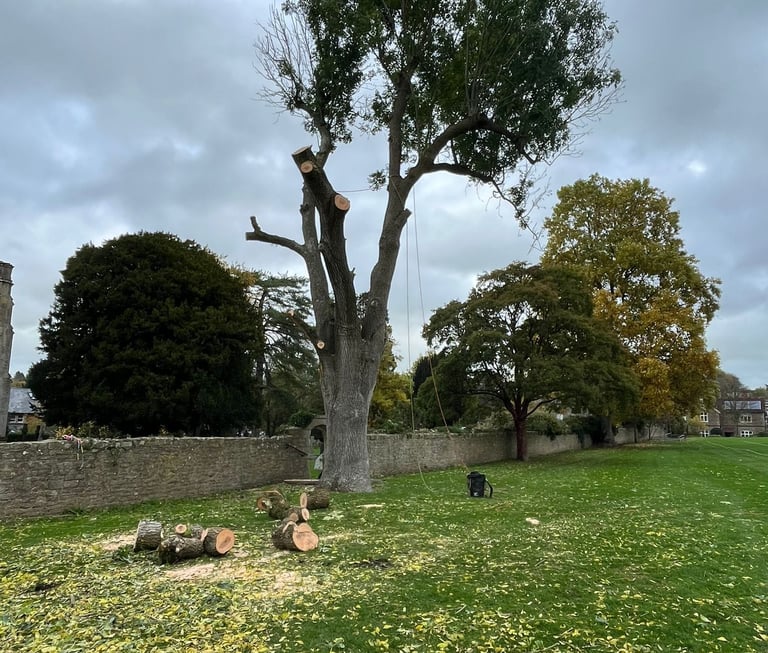 tree removal service in dorset