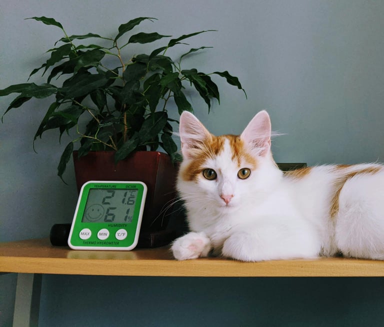 A cat sitting with a thermometer