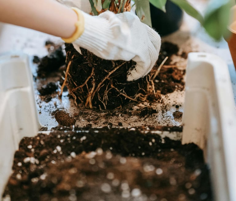 Aroid being repotted with fresh aroid soil