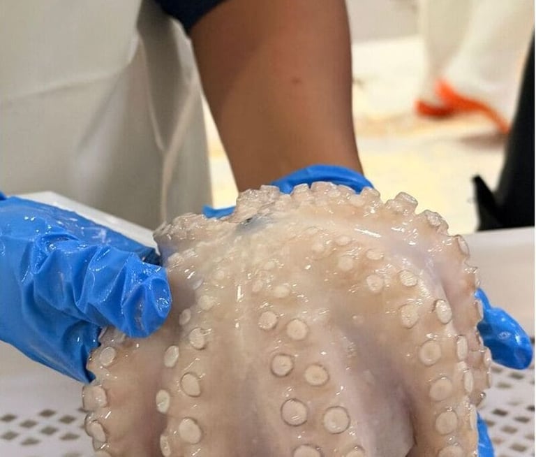 A worker in blue gloves holding a fresh, raw octopus showing tentacles and suction cups in a seafood market.