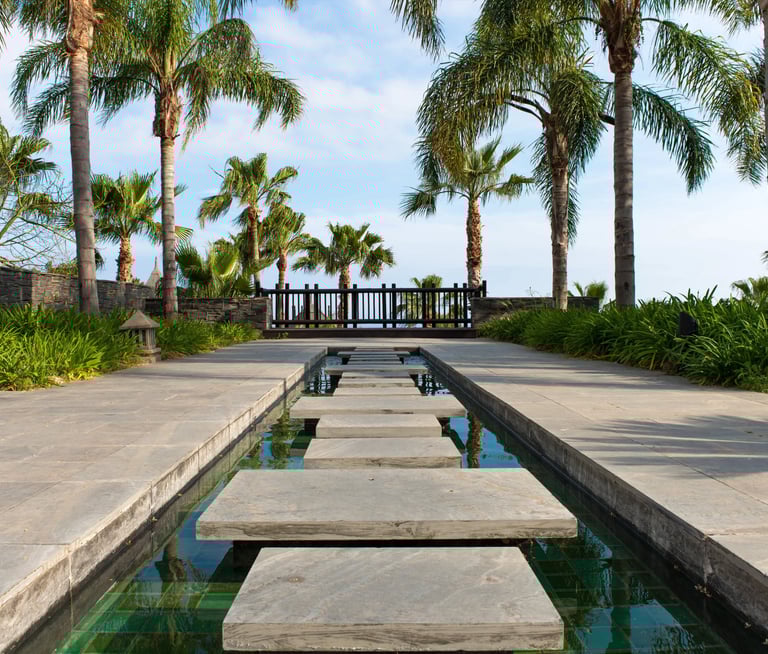 palm trees and rocks 
