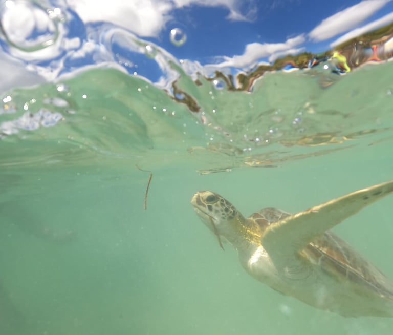 a turtle turtle turtle turtle turtle turtle turtle turtle turtle turtle turtle turtle turtle turtle turtle