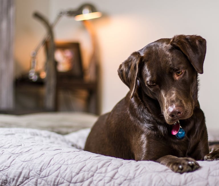 A brown chocolate Labrador Retriever dog resting on a cozy quilted bed in a dimly lit bedroom.