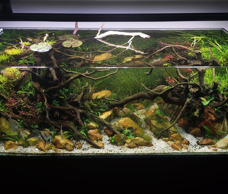 aquario plantado aquapaisagismo plantas