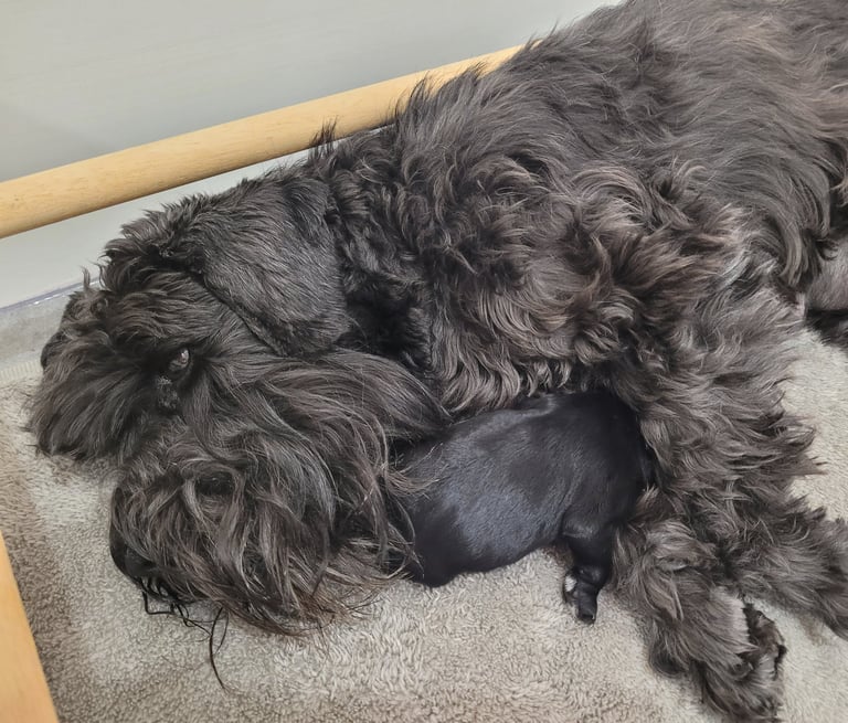 Tessie et sont chiot