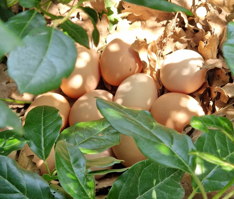Œufs frais de nos poules à la ferme gourmande