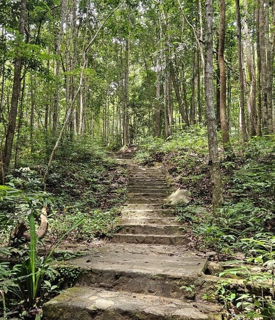 stairs in a hike in nature in the jungle