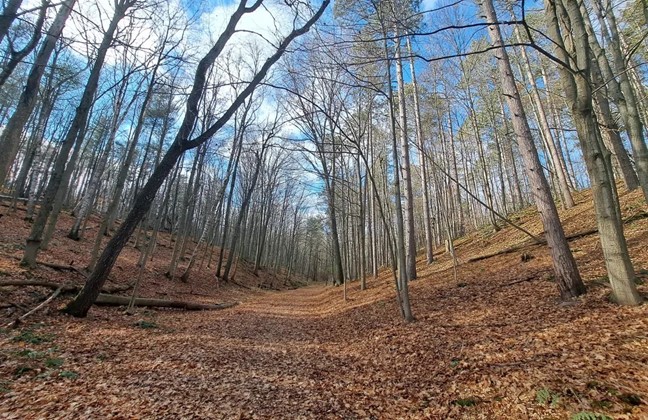 A forest in Durham Region, documented during an Environmental Impact Study.