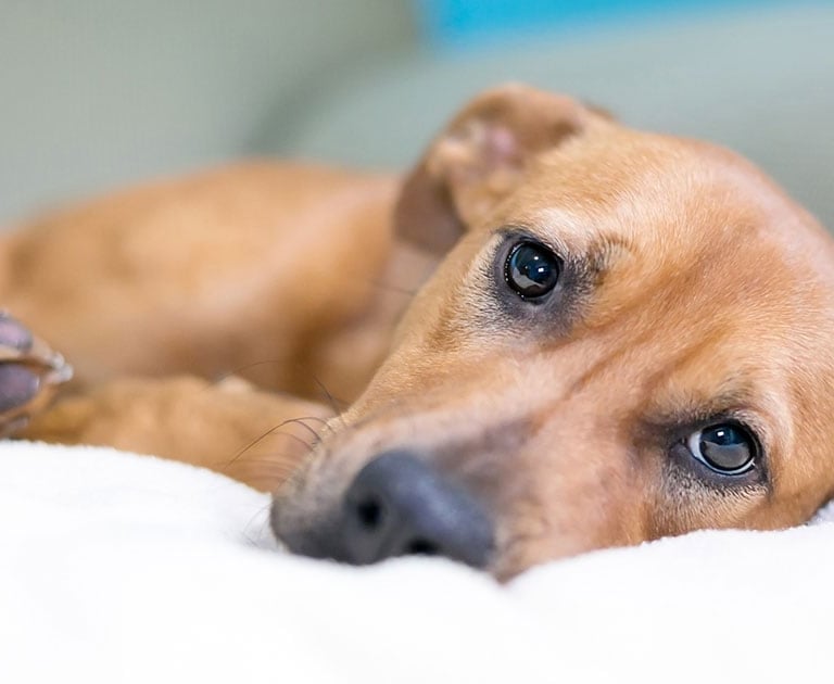 dog with a sensitive stomach