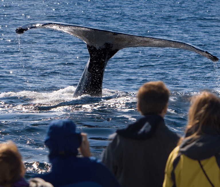 Newfoundland and Labrador is one of the most spectacular whale watching places on Earth.