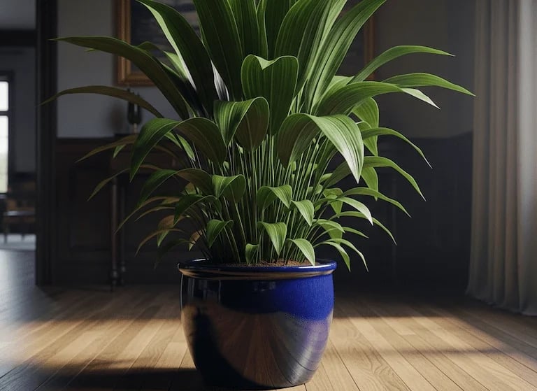 Una frondosa planta Aspidistra elatior (Planta de Hierro Fundido) con sus largas hojas verde oscuro