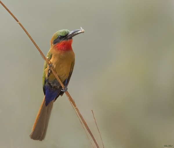 Red-throated Bee-eater perched on reed in The Gambia