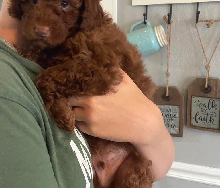 a woman holding a brown puppy puppy in her arms