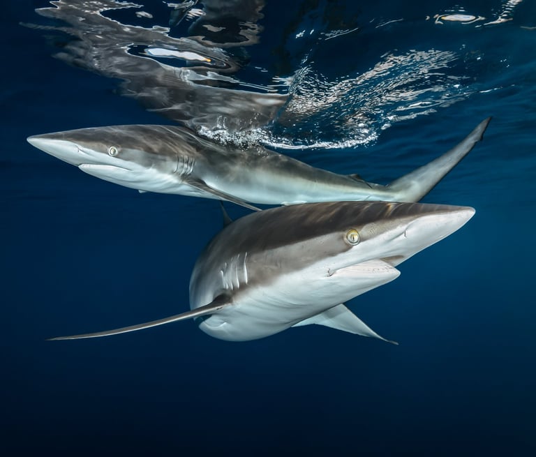 2 Requins longimanus Greg Lecoeur
