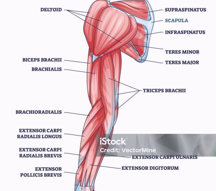 forearm muscles illustration