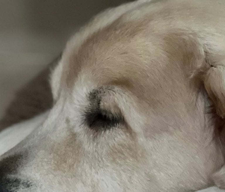 A tired guy. Hmm has he been out serenading the ladies all night again?