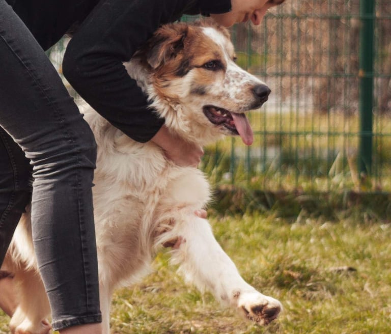 Séance d'ostéopathie animale pour votre chien en Belgique