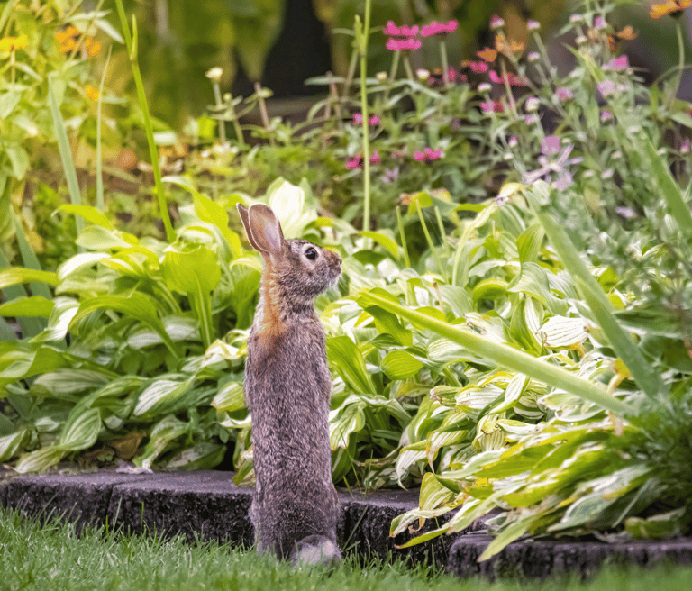 Pest Control in Dorset | Humane Rabbit Control | Dark Knight Pest Control