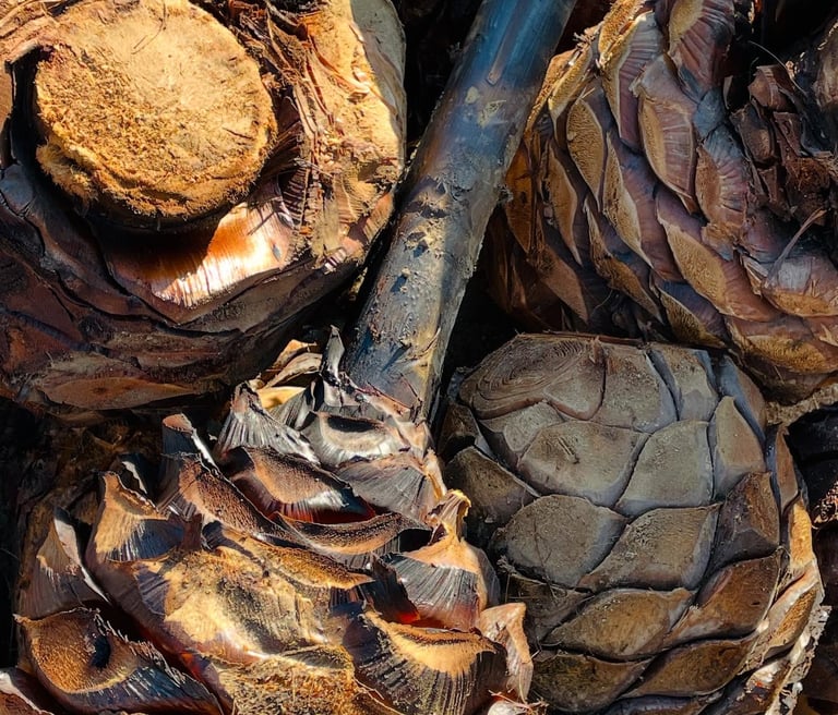 Close-up of roasted agave hearts showing the caramelization process used in Machee production.