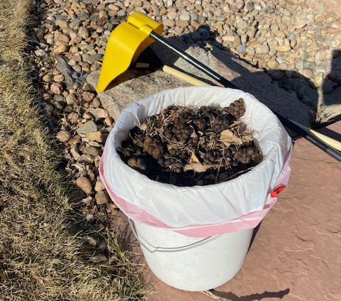 Dog Poop Scoop in North Ranch of Ken Caryl, Colorado