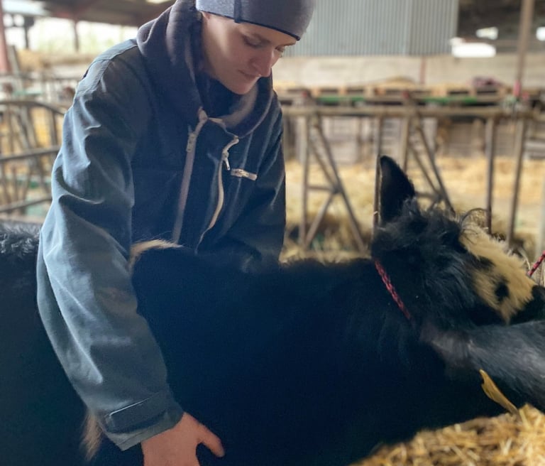 Ostéopathie animale, séance pour une vache