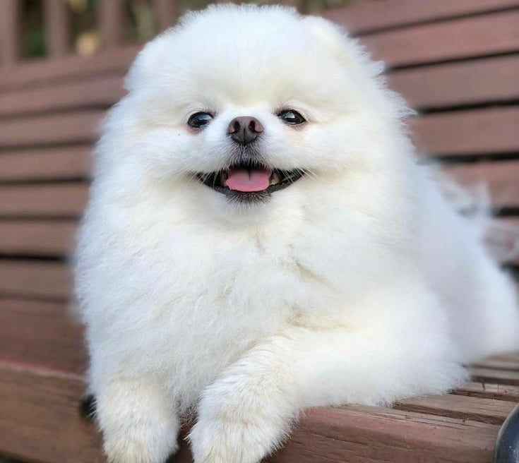 venta cachorro pomerania
