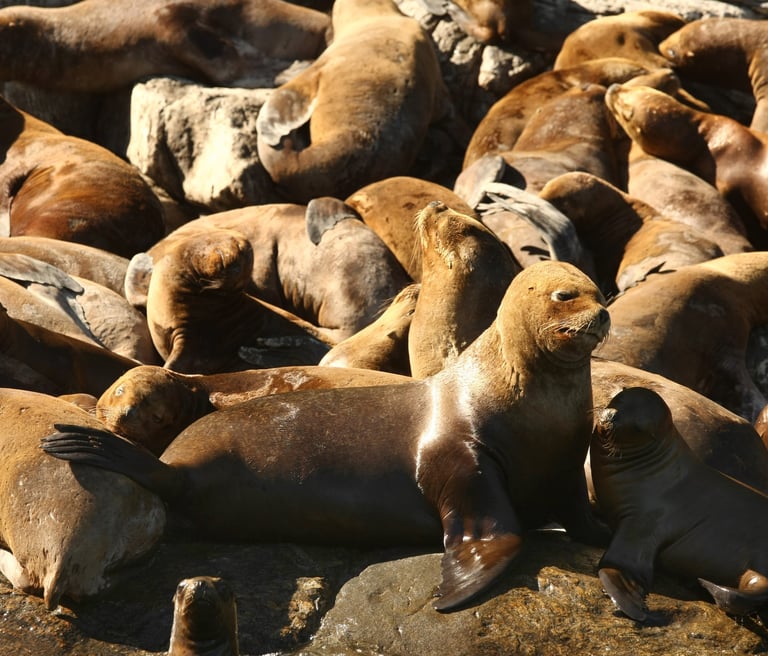 Fotografía: Juan Ernesto Jaeger - Imagen de Chile