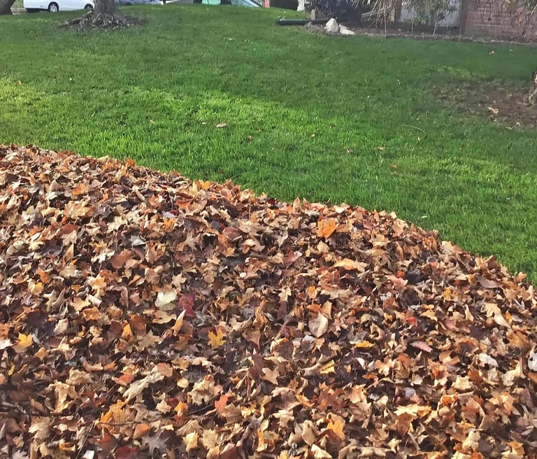 A pile of fall leaves by the curb after being cleared from a green lawn, with trees and grass.