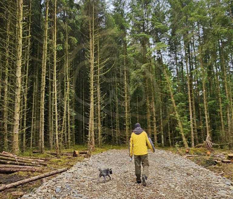 Walking our dog in the woods
