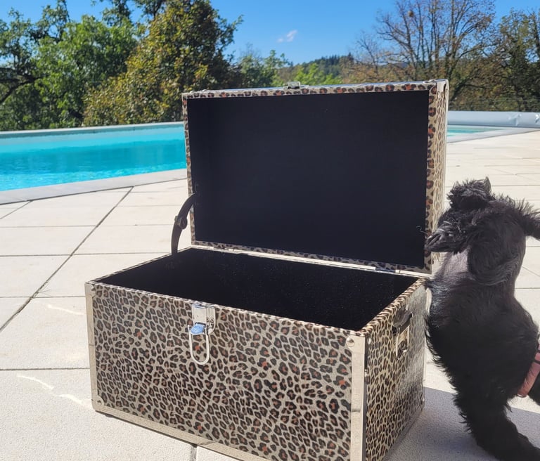 Bébés Schnauzer acrobate