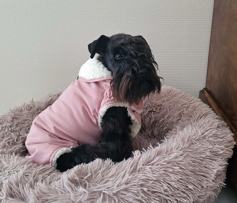 Femelle Schnauzer bien au chaud