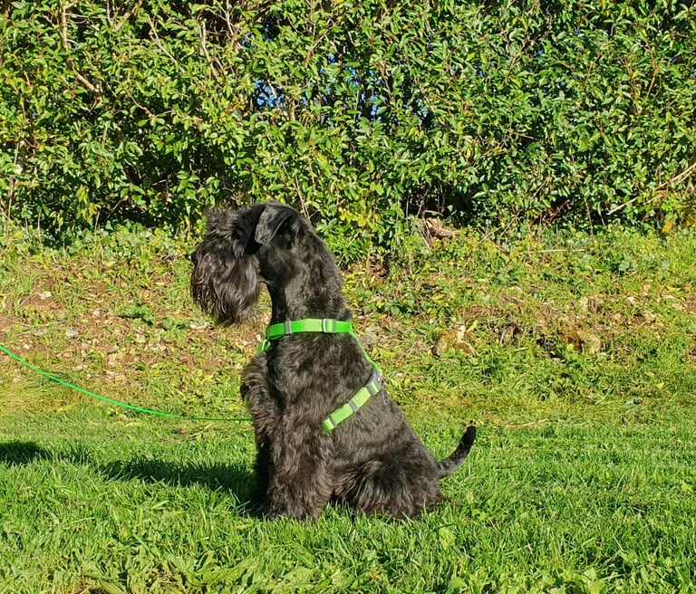 Vintus, étalon Les Diamants Noirs d'Also