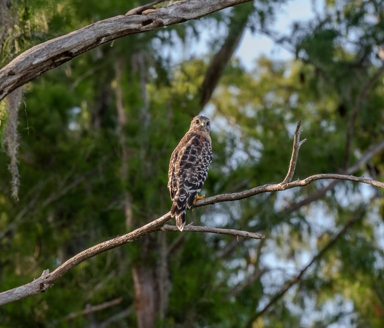 red tailed hawk perched on a branch with a forest background in estero florida
