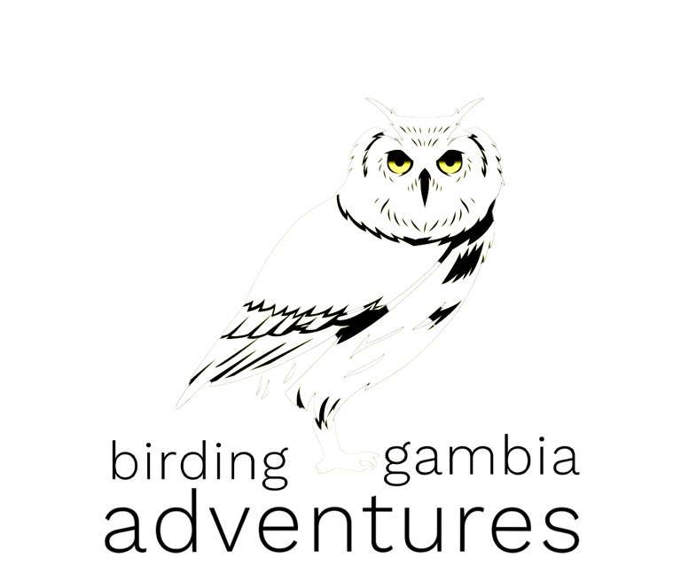 Birding  Adventures Gambia logo - bird photography and birdwatching tours