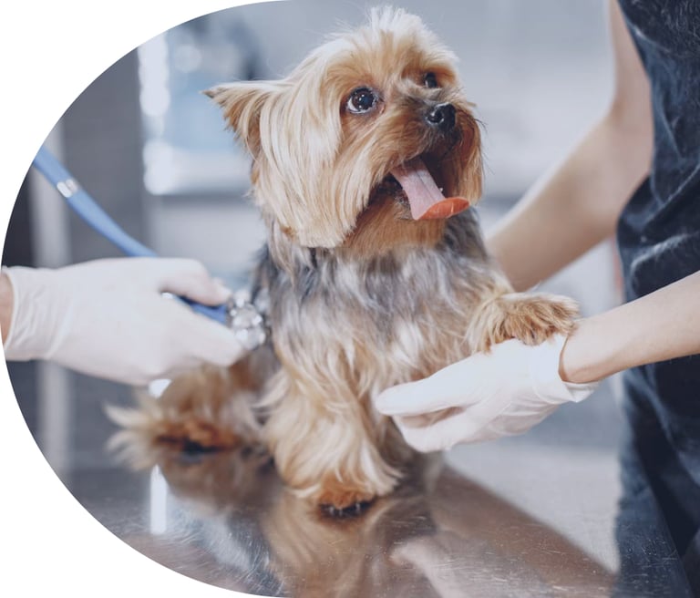 kutya az állatorvosnál