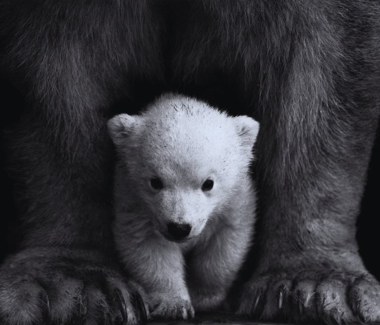 Bankeaz | Cute baby polar bear protected by his mother