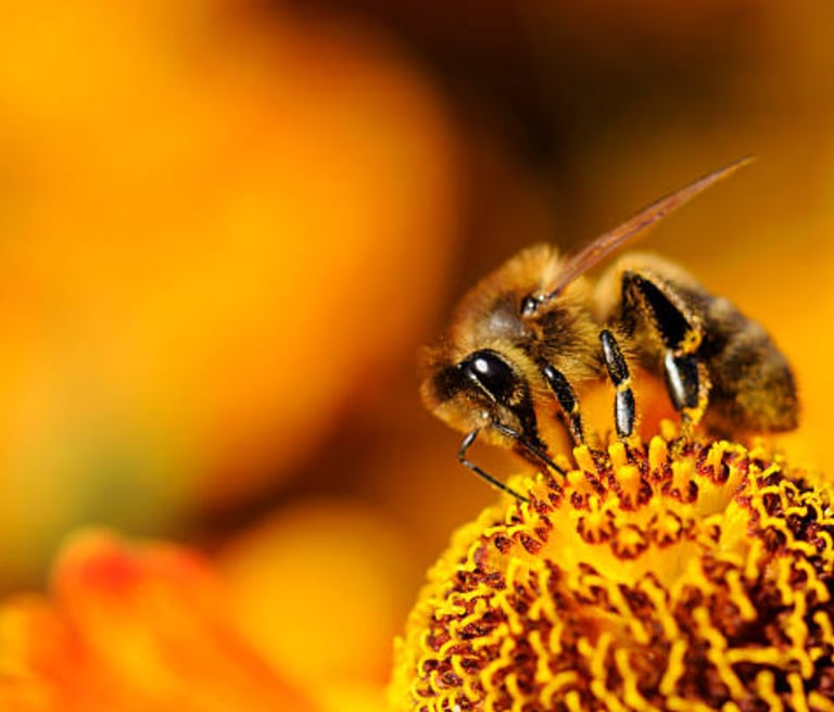 Bankeaz | A pollen-gathering bee waiting to be adopted