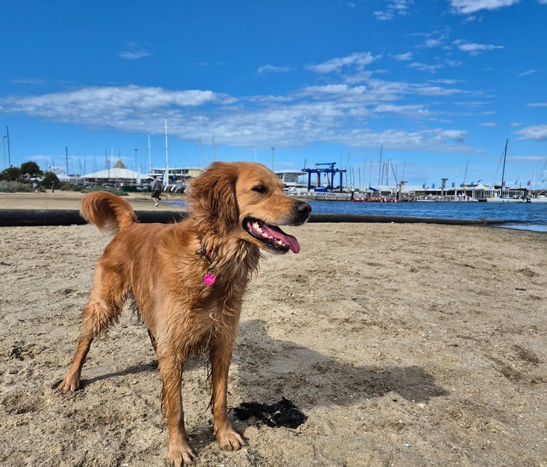 walk and train melbourne