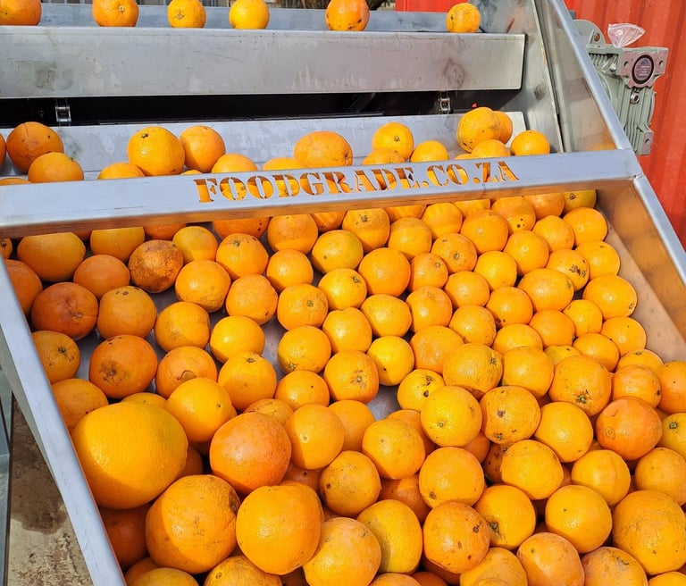 Oranges coming from a wash bath and bin tipper production line
