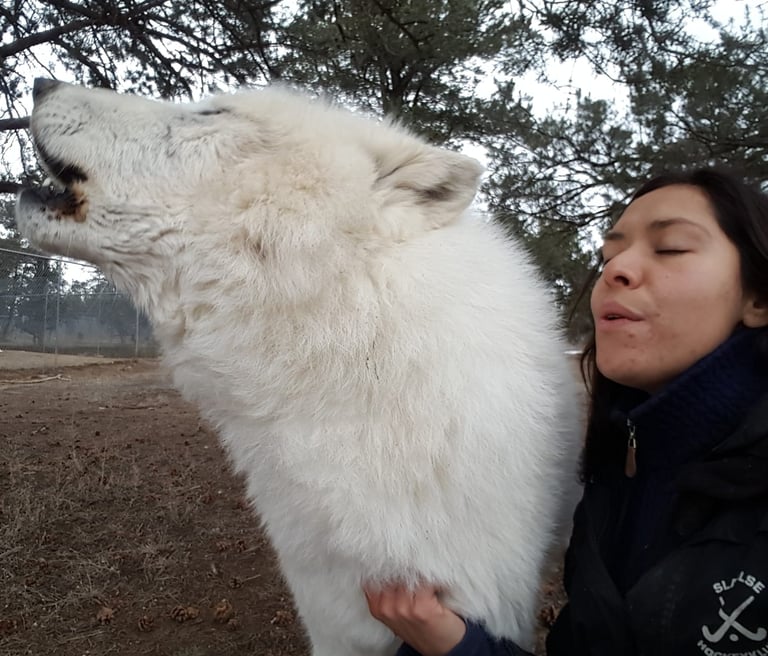 Crystal with arctic wolf Storm