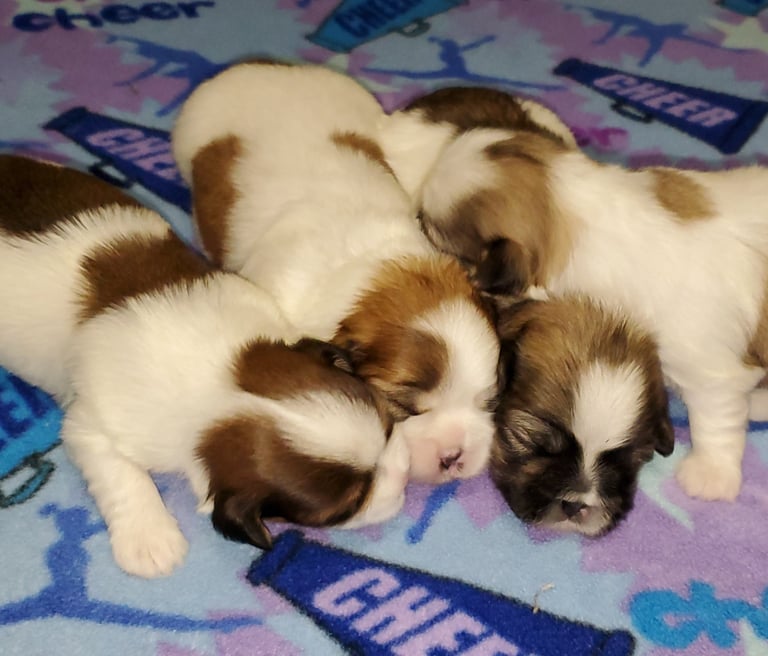 4 Mal-Shi Puppies sleep on blue blanket in Humble Texas.