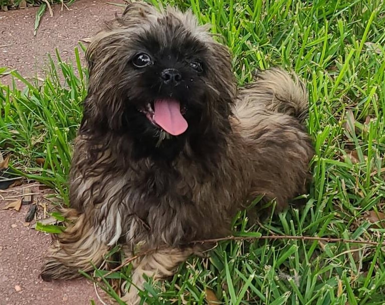 Brown happy smiling Mal-Shi puppy in grass.
