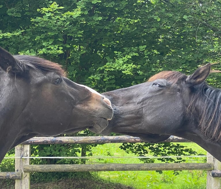 Deux chevaux noirs se font des bisous
