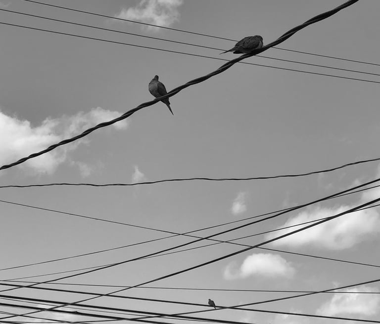 black and white chicago urban photography power lines and birds clouds in the sky