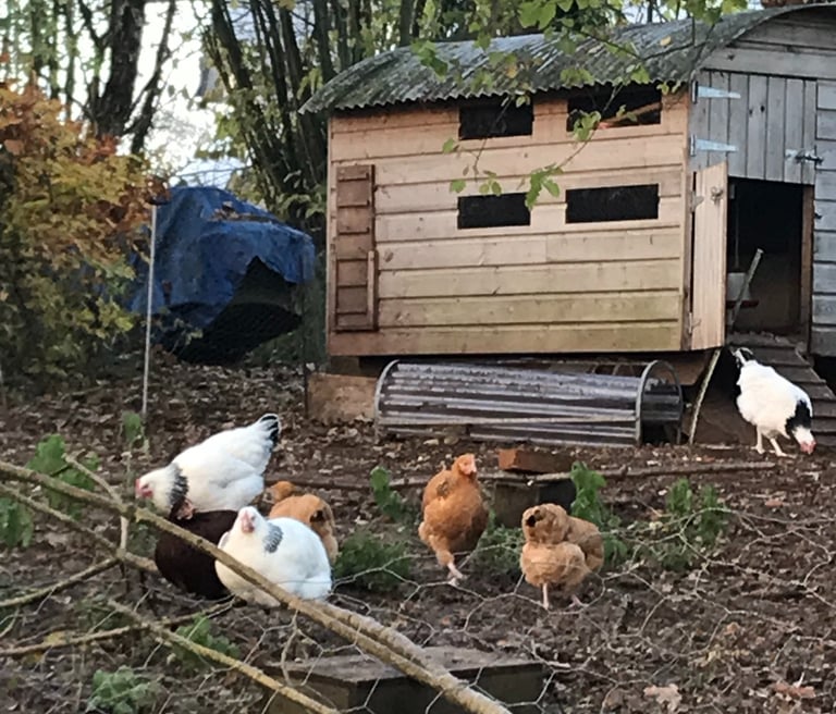 The mini hut 