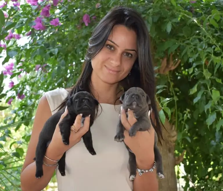 Cuccioli di Staffordshire Bull Terrier nero e blue nelle mani dell'allevatrice sorridente.