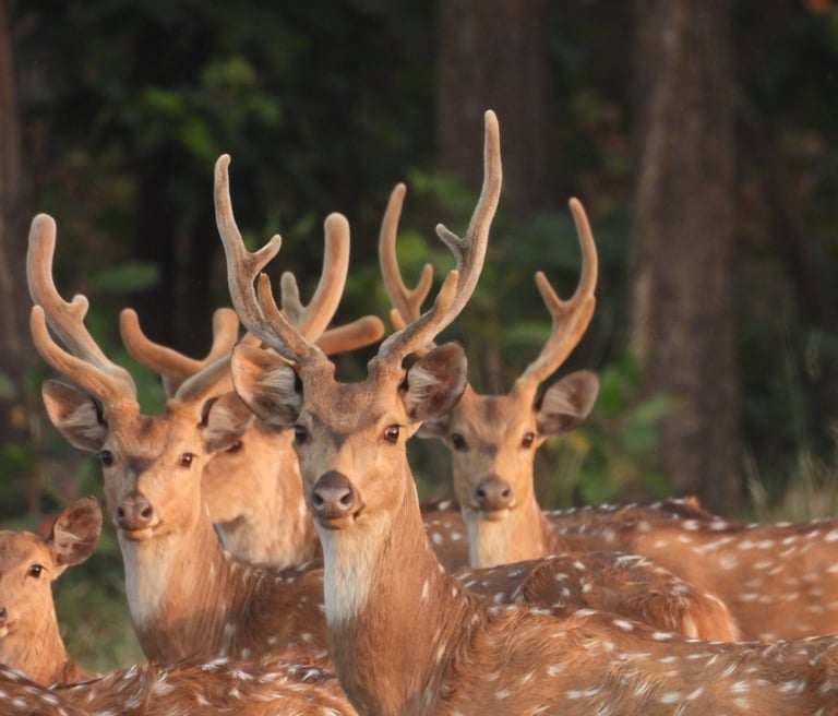 spotted deers in Bardiya