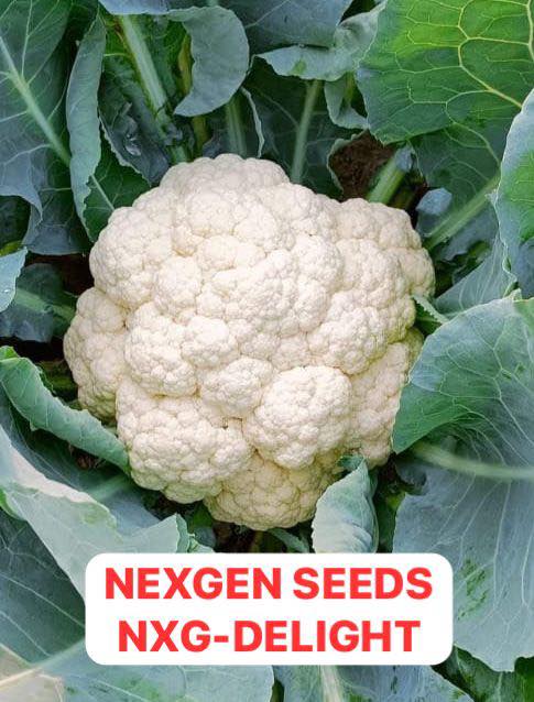 A fresh Nexgen Seeds NXG-Delight cauliflower head growing in a garden with green leaves.