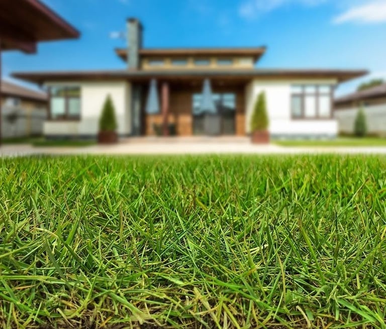 lawn grass suppliers in Andhra Pradesh
